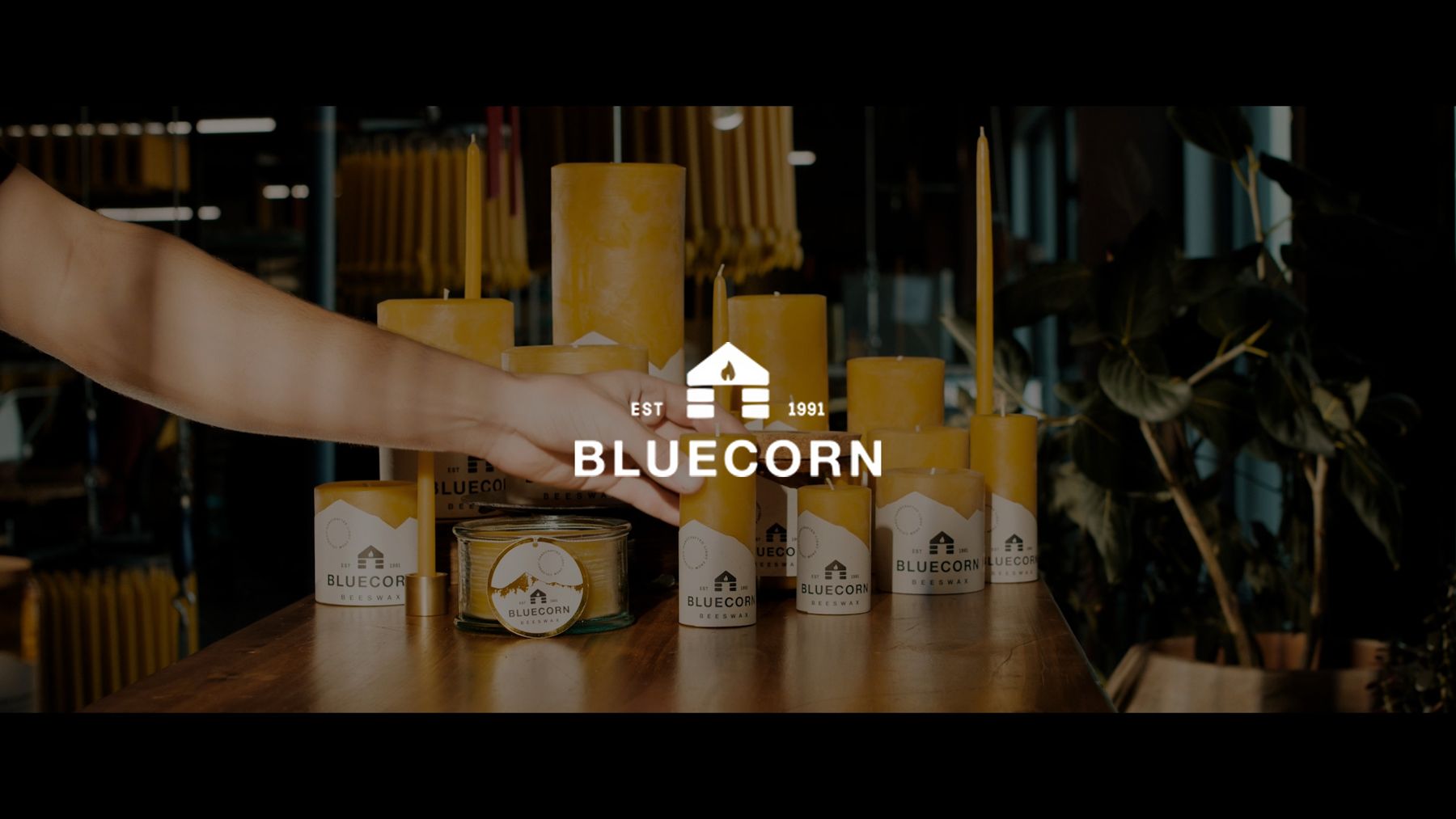 Bluecorn by Drop Anchor